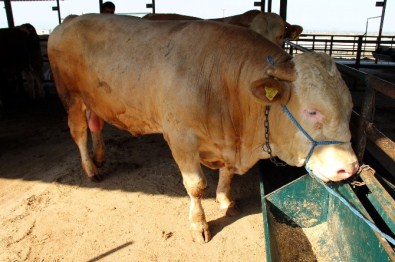 Şampiyonun Bonservisi 15 Bin TL