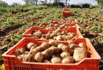 TURGUT UYAR - Patateste Mildiyö İddiası, Ödemişli Üreticileri Ayağa Kaldırdı