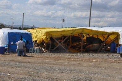 Dilovası Hayvan Pazarı Bayrama Hazır