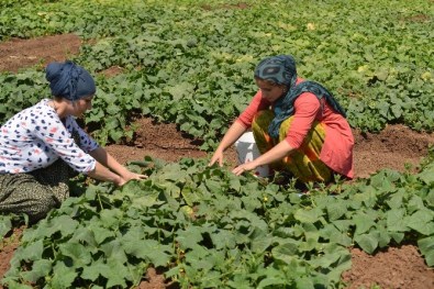 Kent Bostanı Ürün Vermeye Başladı