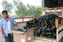 ZAM ŞAMPİYONU - Patlıcan Rekora Koşuyor