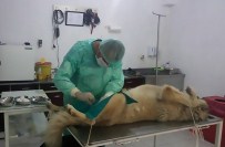 KÖPEK ÇİFTLİĞİ - Burhaniye Köpek Çiftliğinde Çalışmalar Titizlik İle Devam Ediyor