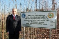 NOSTALJI - Osmanlı'ya Şahitlik Eden Çınarlar Yeniden Doğuyor