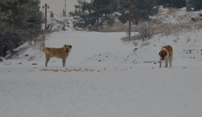 2015'Te Bin 757 Başıboş Sokak Hayvanı Toplandı