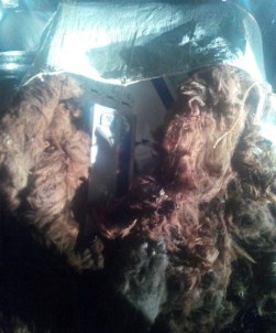 Batman'da Kaçak Sigara Operasyonu