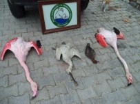 Milli Park'ta Kaçak Flamingo Avı