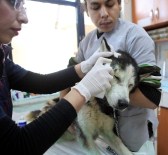 Antalya Büyükşehir Belediyesi 4 Bin Sokak Hayvanını Tedavi Etti