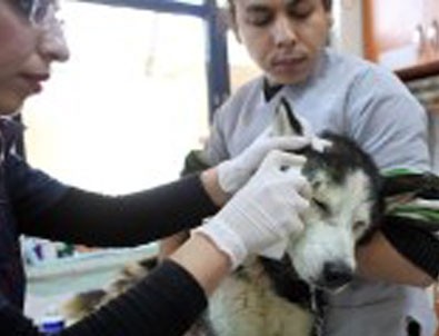 Büyükşehir, 4 Bin 817 Sokak Hayvanını Tedavi Ettirdi