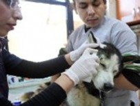 Büyükşehir, 4 Bin 817 Sokak Hayvanını Tedavi Ettirdi