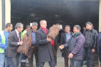 ALI AKYÜZ - Mut Belediyesi Çiftçiye 70 Bin Asma Anacı Fidanı Dağıttı