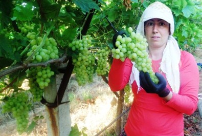 Üzümdeki İhracat Yüzde 56 Düştü