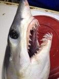 KÖPEK BALIĞI - Akdeniz'de Balıkçıların Ağına Dev Köpek Balığı Takıldı