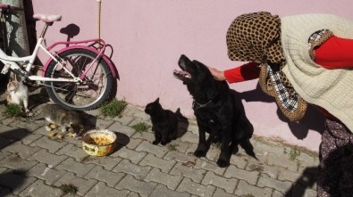 Havran'da Köpek İle Kedilerin Dostluğu Hayran Bıraktı