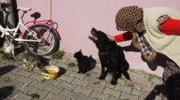 Havran'da Köpek İle Kedilerin Dostluğu Hayran Bıraktı