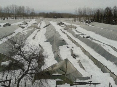 Kar, Seralara Büyük Zarar Verdi