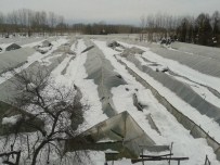 Kar, Seralara Büyük Zarar Verdi