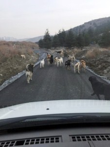 Patiliköy'e Yaşam Yolu