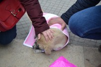 YAVRU KÖPEK - Yaralı Köpeğe Merhamet Eli