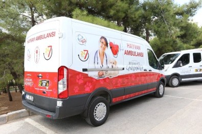 5 Bin 78 Sokak Köpeğinin Tedavi Ve Bakımı Yapıldı