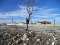 Cihanbeyli'de Ağaçlar Budanıyor