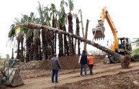 PALMİYE AĞACI - Abim'e Müracaat Palmiyeyi Kurtardı