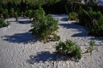 ORTAKENT - Betonu Delen Papatya Filizleri Şaşırtıyor