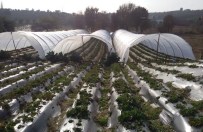 Çilek Yetiştiricilerine Uyarı Açıklaması