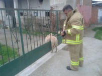 ÇOBAN KÖPEĞİ - Kapıya Sıkışan Köpeği İtfaiye Kurtardı