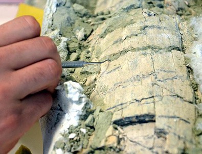 Otobüs büyüklüğünde timsaha ait fosil bulundu