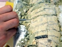 BOLOGNA ÜNIVERSITESI - Otobüs büyüklüğünde timsaha ait fosil bulundu