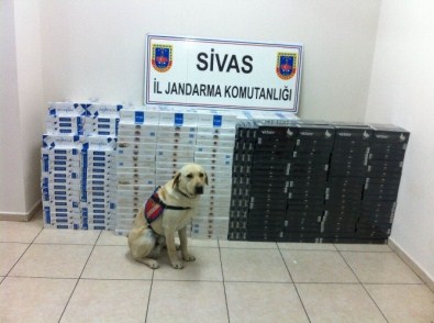 Sivas'ta 15 Bin Paket Kaçak Sigara Ele Geçirildi