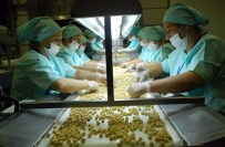 Düzce'de Geçen Yıl 27 Bin 775 Ton İç Fındık, 10 Bin 976 Ton Tavuk Ayağı İhraç Edildi