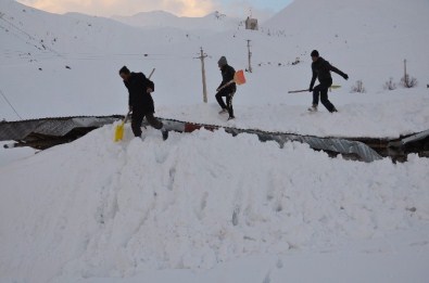 Üzerine Çığ Düşen Ahırda 50 Koyun Telef Oldu