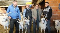 SAANEN - Burhaniyeli Çobanın Azmi Takdir Topladı