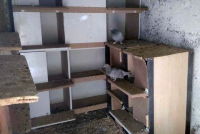 Güvercin Kümesinden 15 Güvercin Çalındı