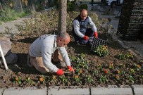 BADEMLER KÖYÜ - Karşıyaka'ya 200 Bin Kış Çiçeği