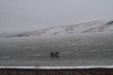 Ardahan'ı Soğuk Vurdu