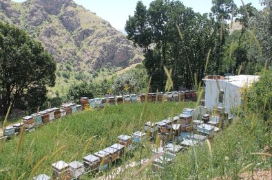 Arıcılara 350 Bin TL Arılı Kovan Desteği