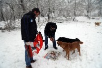 SOKAK KÖPEKLERİ - Belediye Ekipleri Sokak Hayvanlarını Besledi