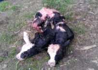 DOĞUM SANCISI - Çift Başlı Buzağı Görenleri Hayrete Düşürdü