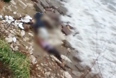 Kıyıda Vatandaşlar Tarafından Bulundular