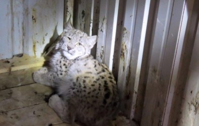 Nesli Tükenmekte Olan Yaralı Vaşak Bayburt'ta Yakalandı