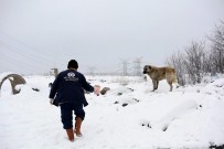 KAR ÖRTÜSÜ - Yaban Ve Sokak Hayvanları İçin Doğaya Yem Bırakıldı