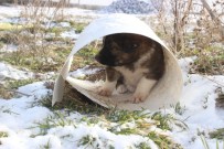 SOKAK HAYVANI - Köpekler Soğukta Açlıktan Ölüyor
