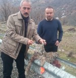 VAŞAKLAR - Ölü Bulunan Vaşak Siirt'te İlk Kez Kayıtlara Geçti