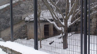 Cinayete Neden Olan Köpekleri De Alıp Gittiler