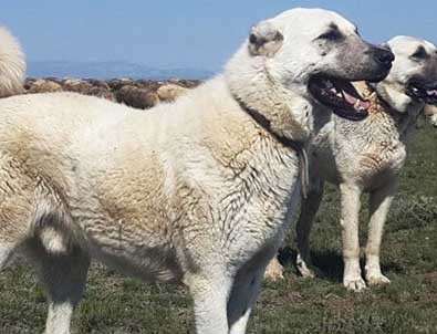 Çitaları yok olmaktan Kangallar kurtardı