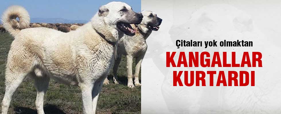 Çitaları yok olmaktan Kangallar kurtardı