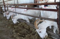 ZEYTİN YAĞI - Ziraat Fakültesi Entegre Süt Ünitesinde Üretime Başladı