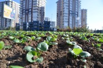 VEDAT AYDıN - Belediye Park Ve Yeşil Alanlara 32 Milyon TL Yatırım Yaptı